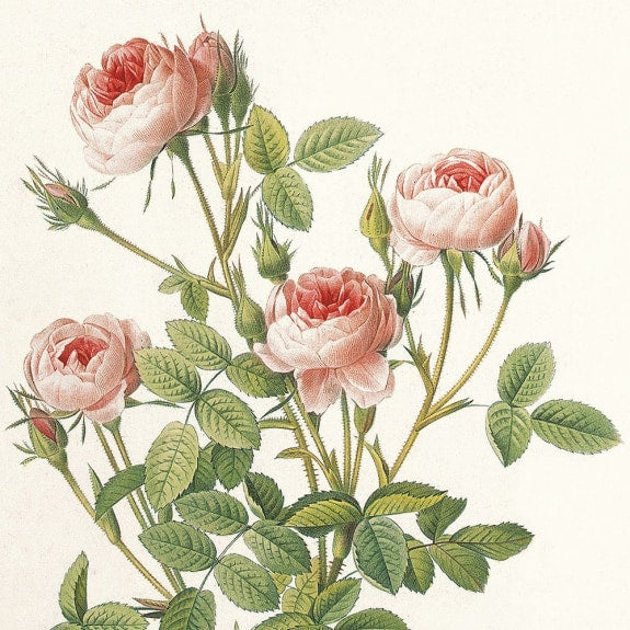 Redoute Roses 8 Square Notecards Wallet - Bee's Emporium