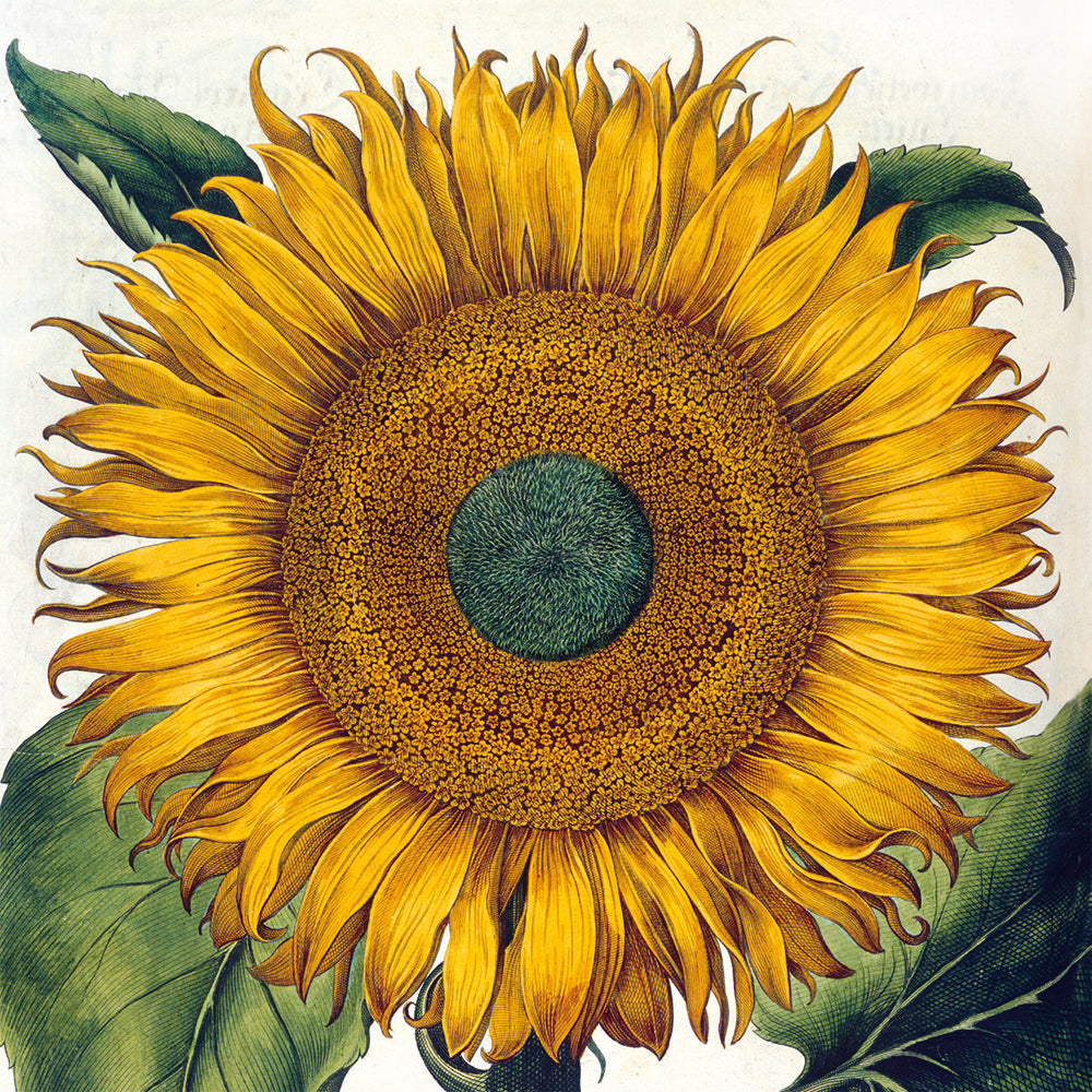 The British Library Botanical Prints Box of 20 Notecards with Envelopes - Bee's Emporium