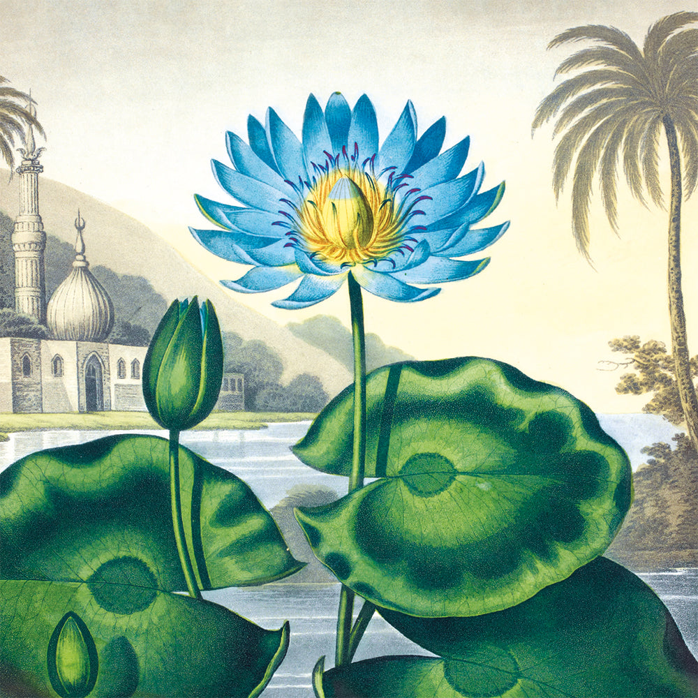 The British Library Botanical Prints Box of 20 Notecards with Envelopes - Bee's Emporium