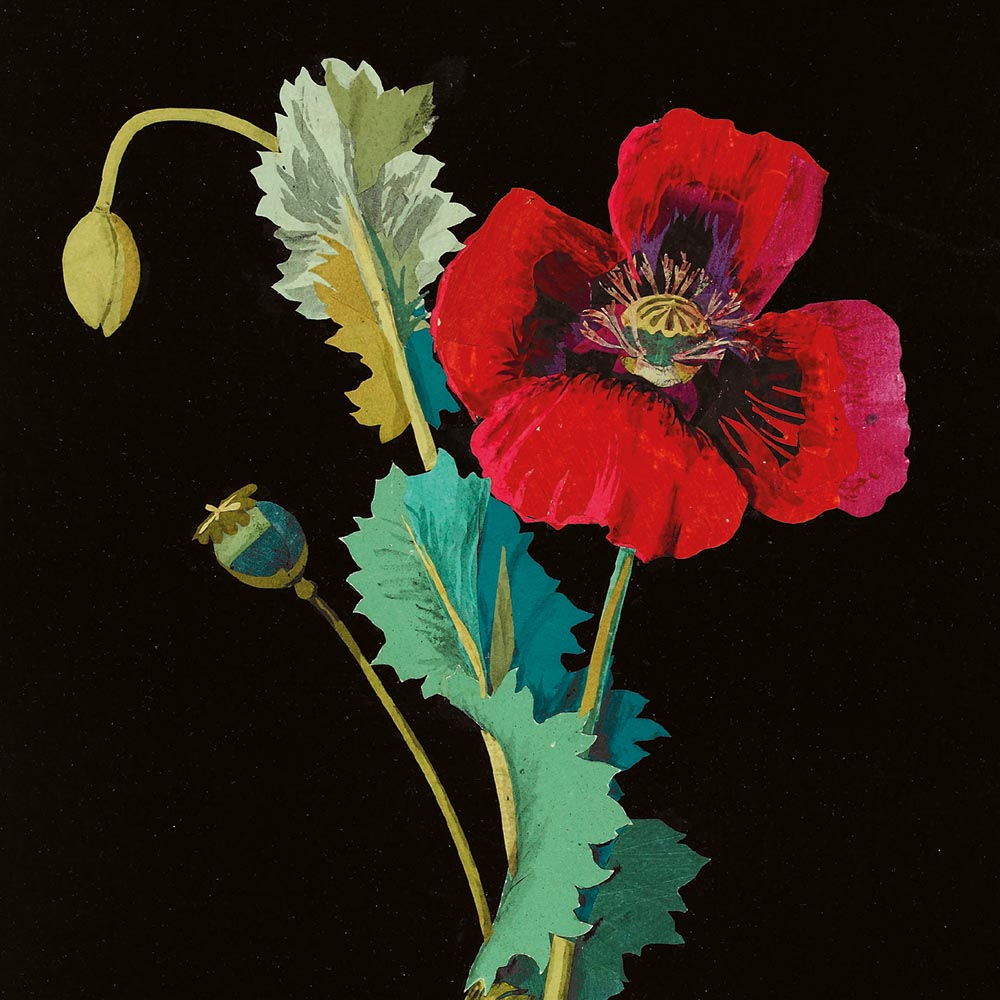 The British Museum Flowers by Mary Delany Box of 20 Notecards with Envelopes - Bee's Emporium