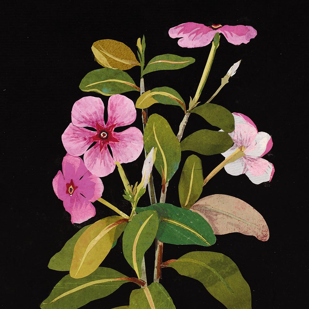 The British Museum Flowers by Mary Delany Box of 20 Notecards with Envelopes - Bee's Emporium