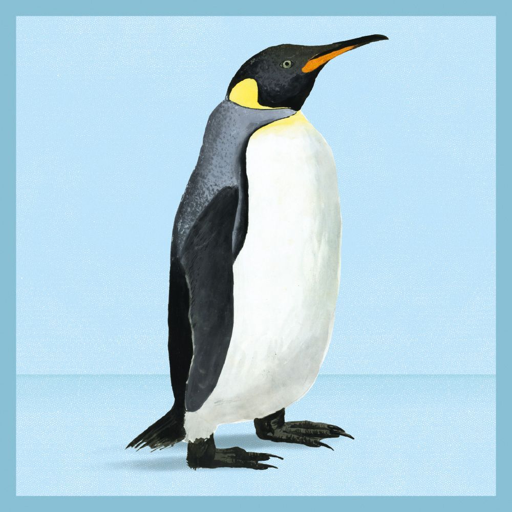 Natural History Museum - King Penguin Blank Greeting Card with Envelope - Bee's Emporium
