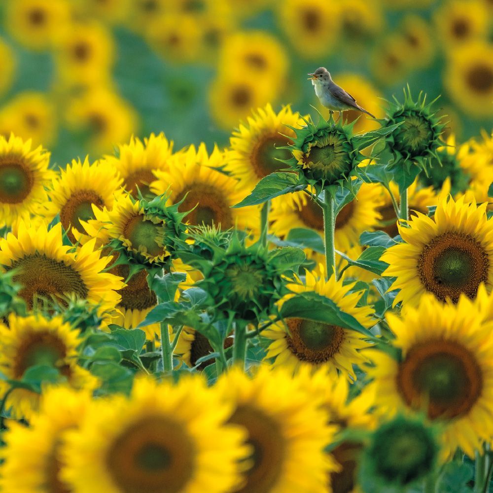 Wildlife Photographer of the Year Sunflower Songbird Blank Greeting Card with Envelope
