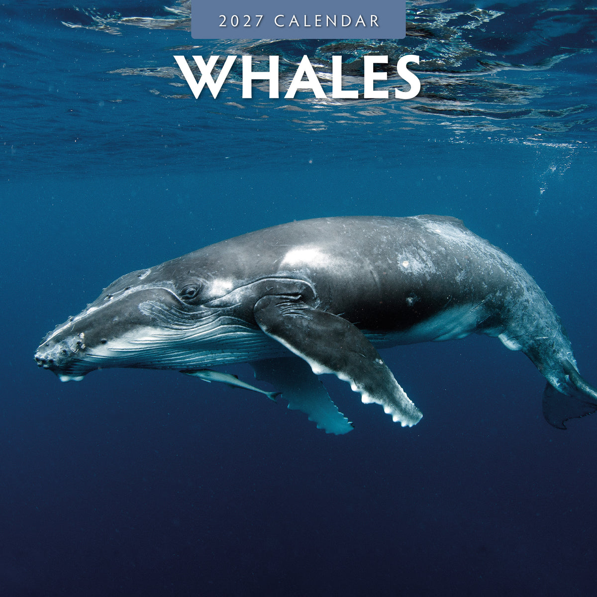 Whales 2027 Square Wall Calendar