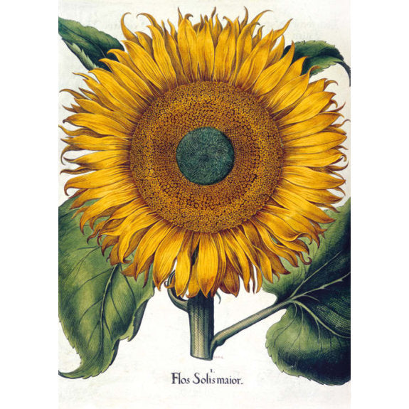 British Library - Botanical Illustrations 8 Rectangle Notecards Wallet - Bee's Emporium