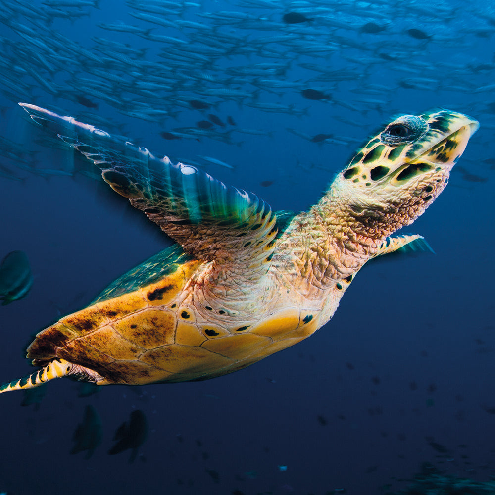 Wildlife Photographer of the Year In the Deep Blue 8 Square Notecards Wallet - Bee's Emporium