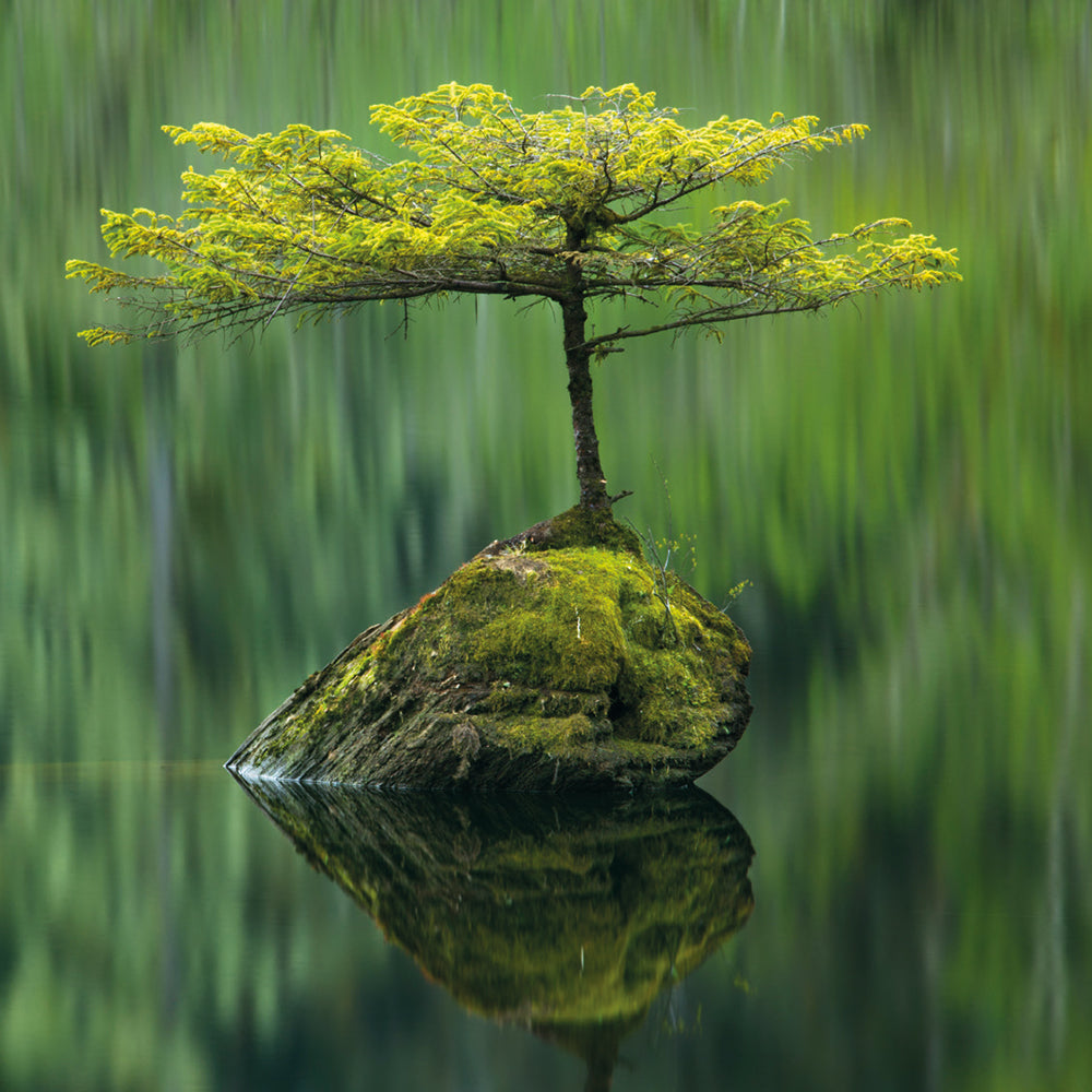 Wildlife Photographer of the Year Fairy Lake Fir 8 Mini Notecards Wallet