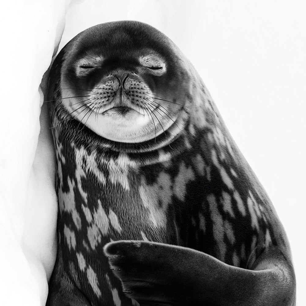 Wildlife Photographer of the Year Sleeping Like a Weddel Blank Greeting Card with Envelope