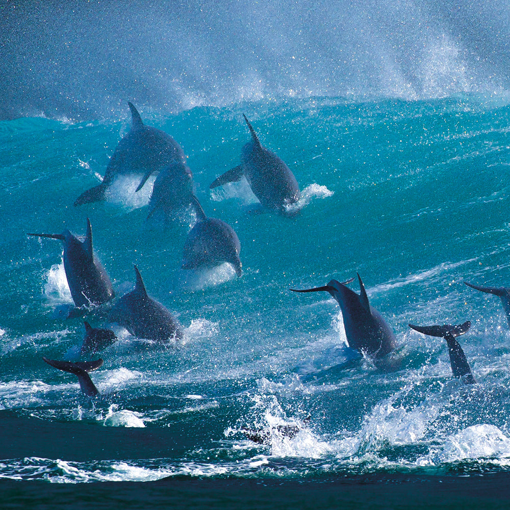 Wildlife Photographer of the Year Surfing Delight Blank Greeting Card with Envelope