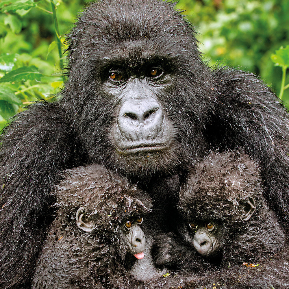 Wildlife Photographer of the Year Twin Hope Blank Greeting Card with Envelope