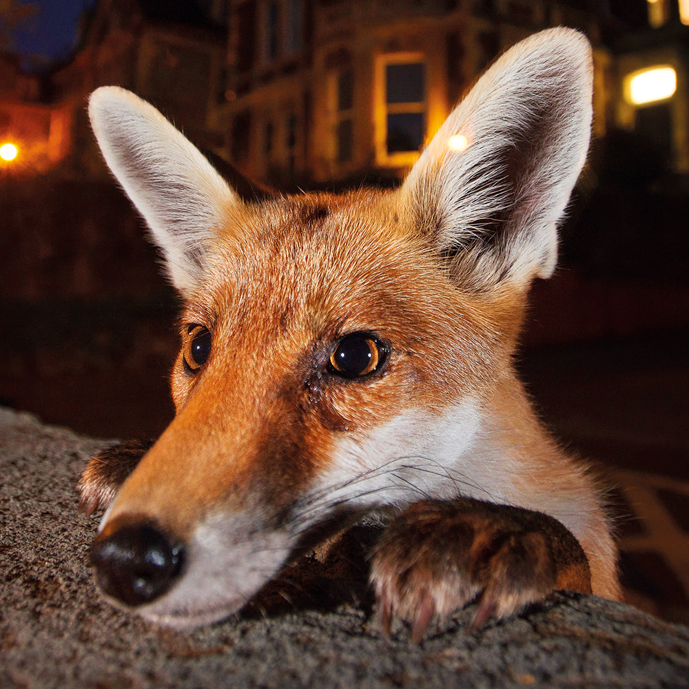 Wildlife Photographer of the Year Nosy Neighbour Blank Greeting Card with Envelope