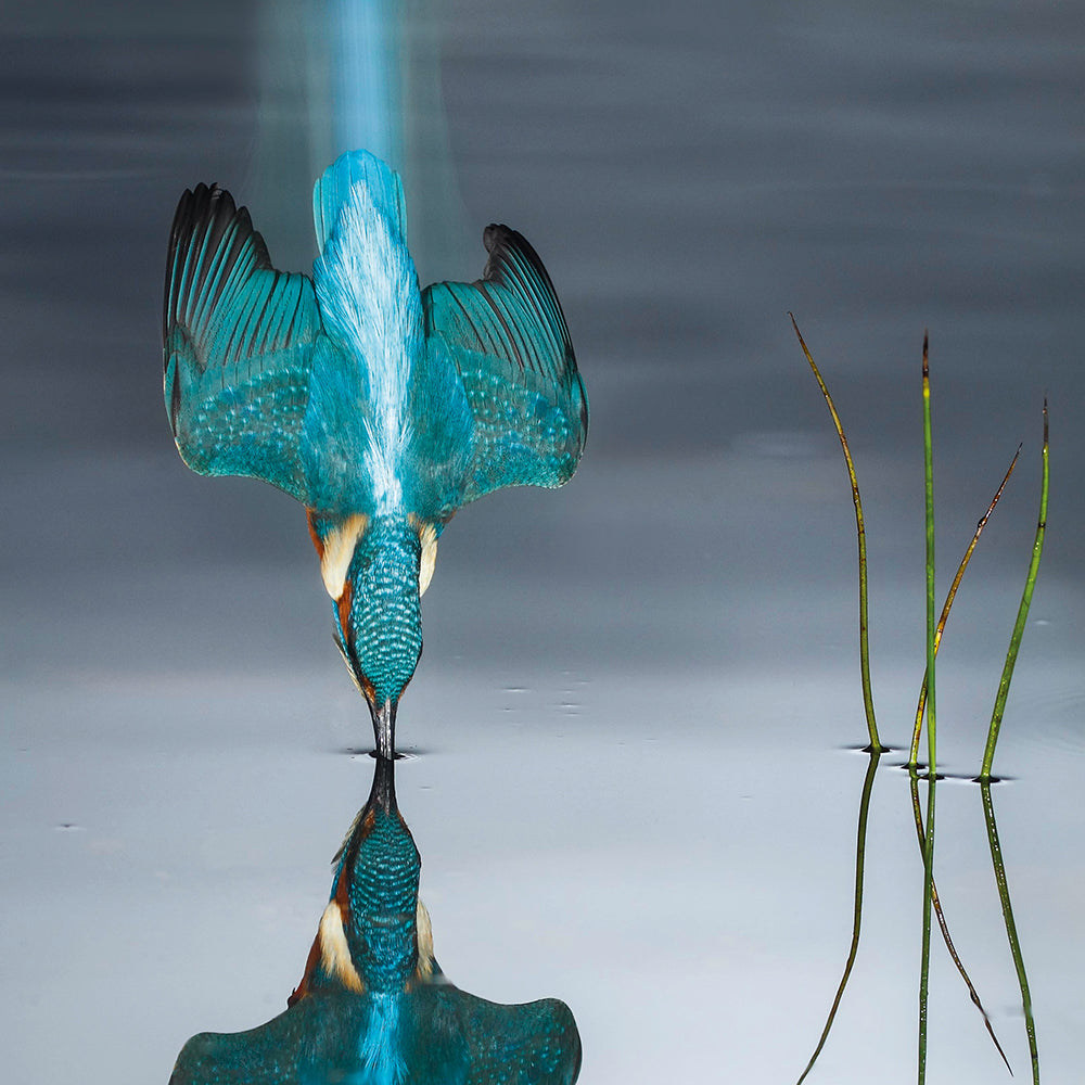 Wildlife Photographer of the Year The Blue Trail Blank Greeting Card with Envelope - Bee's Emporium