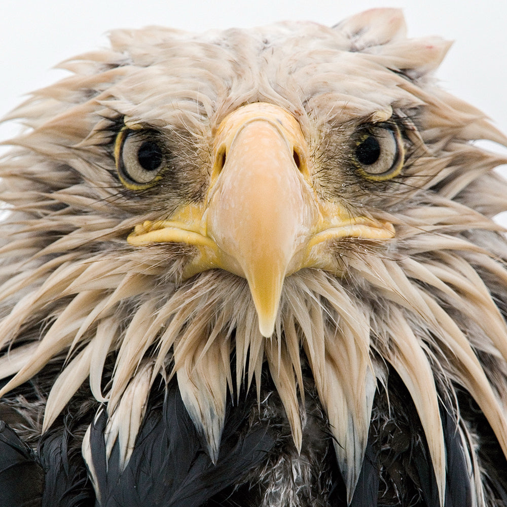 Wildlife Photographer of the Year Bold Eagle Blank Greeting Card with Envelope - Bee's Emporium