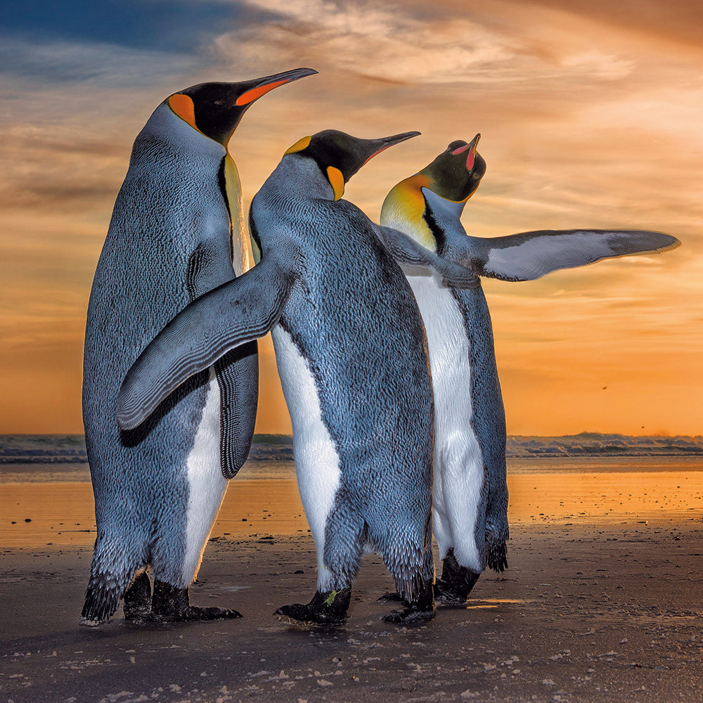Wildlife Photographer of the Year Three Kings Blank Greeting Card with Envelope