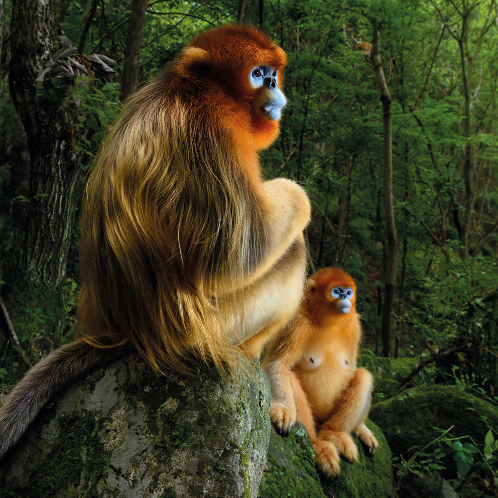 Wildlife Photographer of the Year The Golden Couple Blank Greeting Card with Envelope