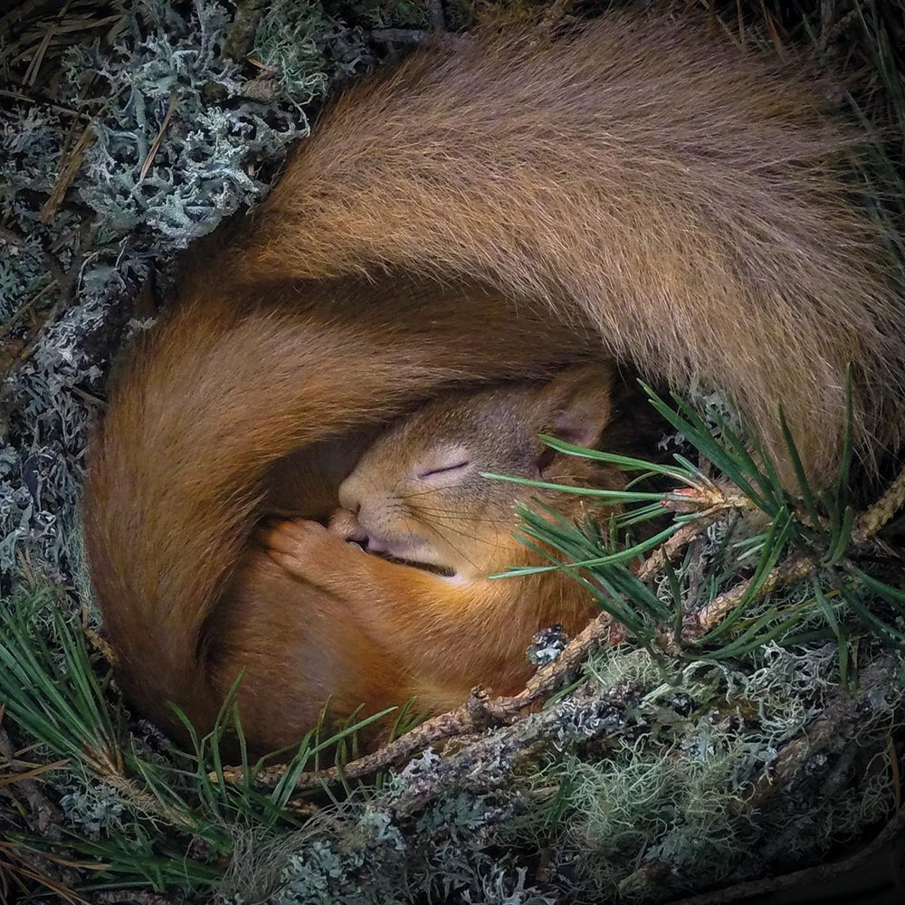 Wildlife Photographer of the Year Drey Dreaming Blank Greeting Card with Envelope - Bee's Emporium
