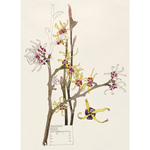 Mackintosh Flowers 8 Rectangle Notecards Wallet - Bee's Emporium