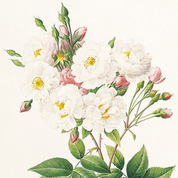 Redoute Roses 8 Square Notecards Wallet - Bee's Emporium