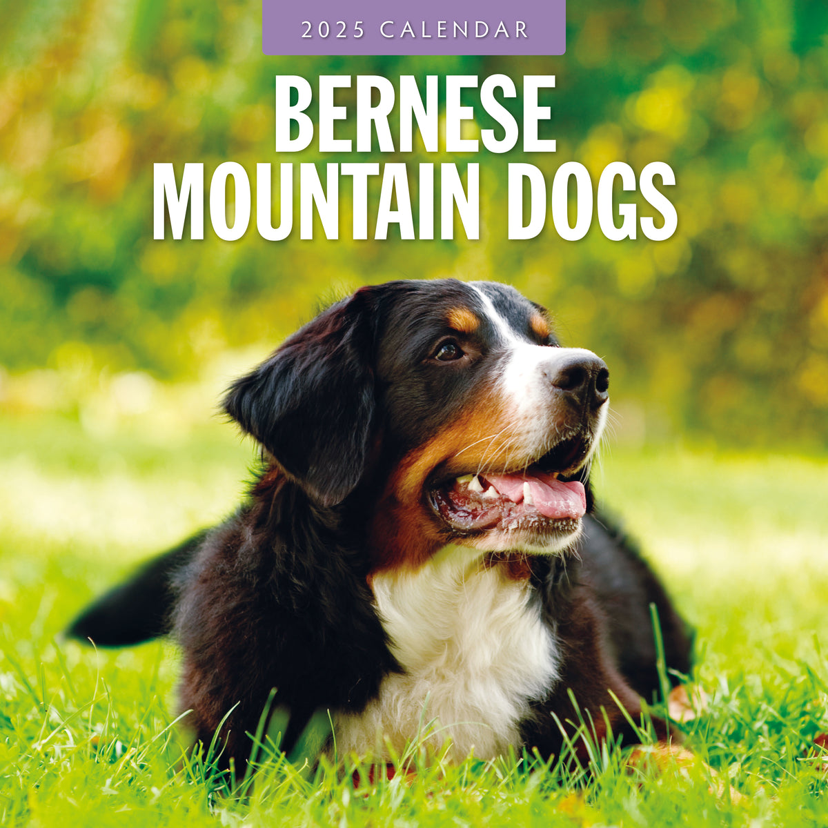 bernesemountainshere | Bernese Mountain Dog Square