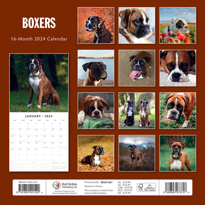 Boxers 2024 Square Wall Calendar