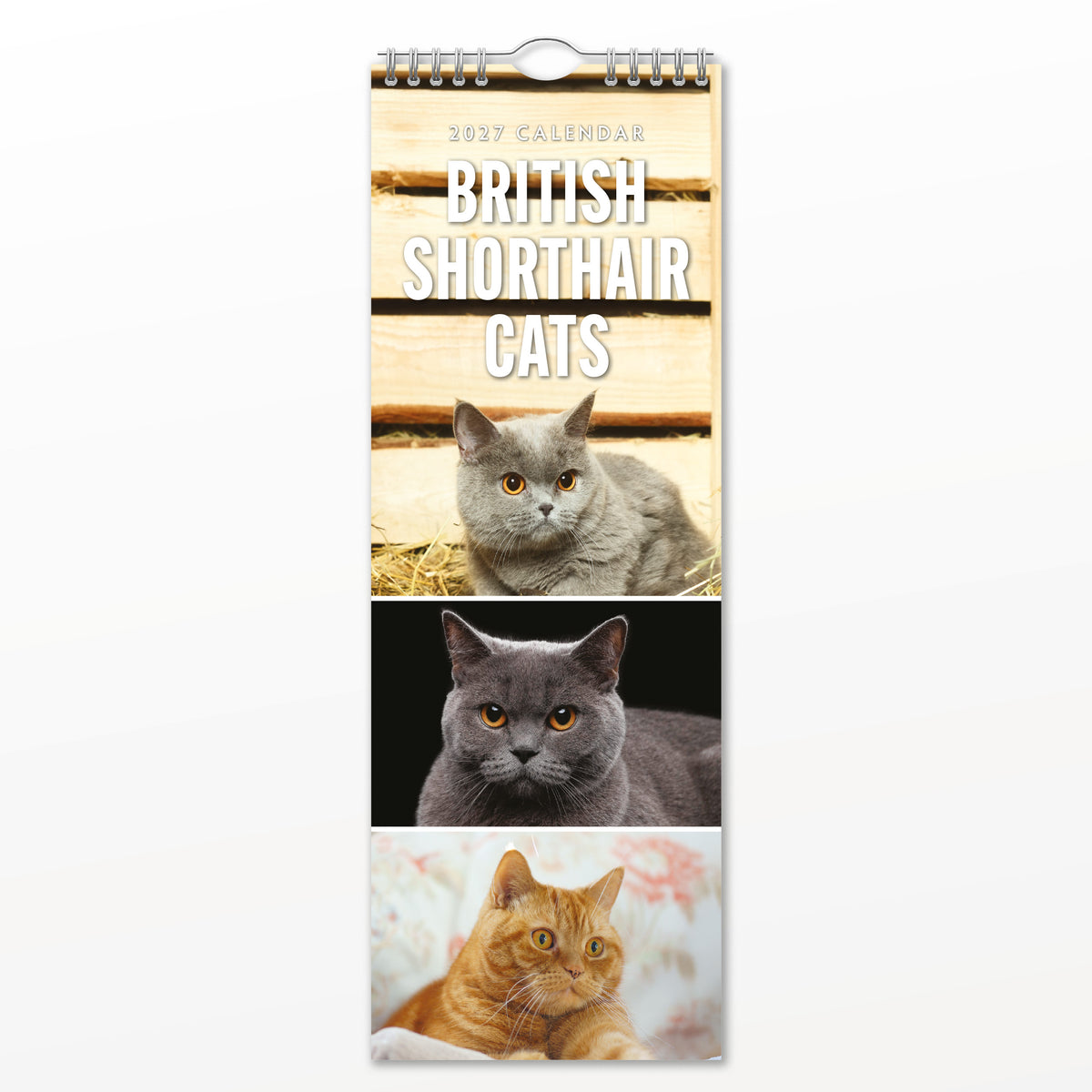 British Shorthair Cats 2027 Slim Wall Calendar
