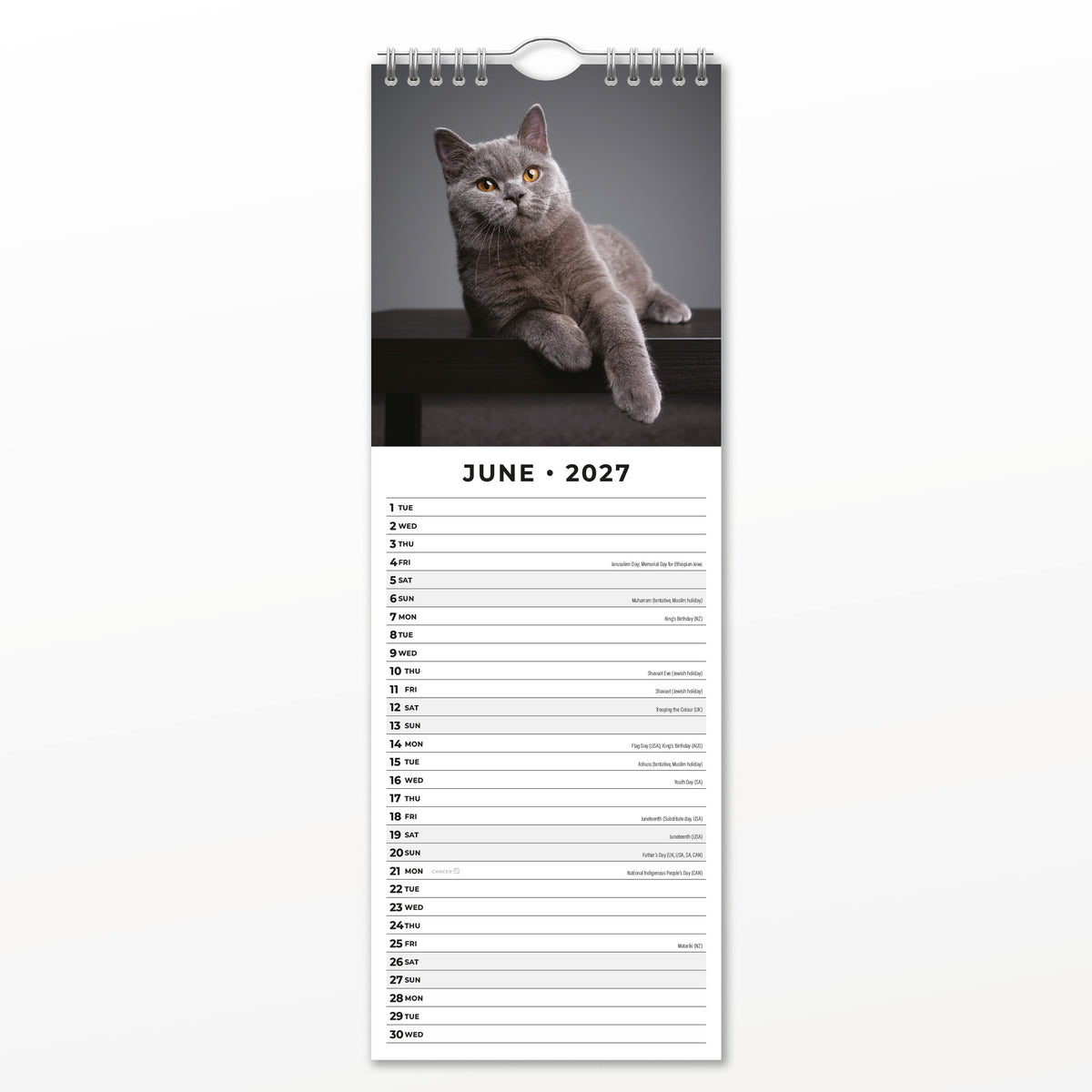 British Shorthair Cats 2027 Slim Wall Calendar