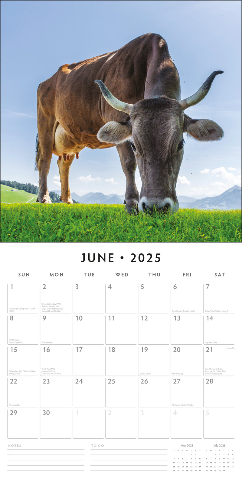 Cows 2025 Square Wall Calendar