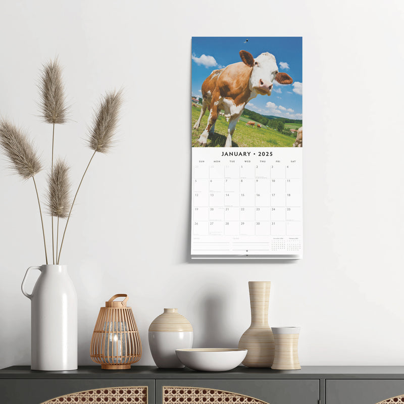 Cows 2025 Square Wall Calendar