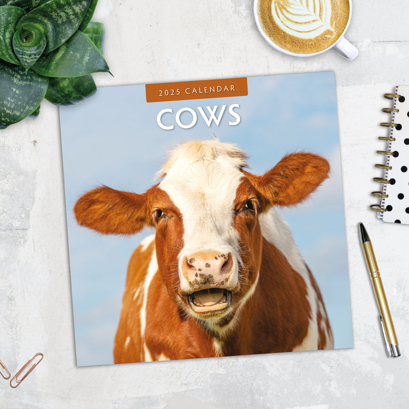 Cows 2025 Square Wall Calendar