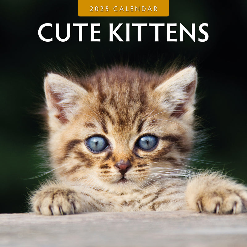 Cute Kittens 2025 Square Wall Calendar