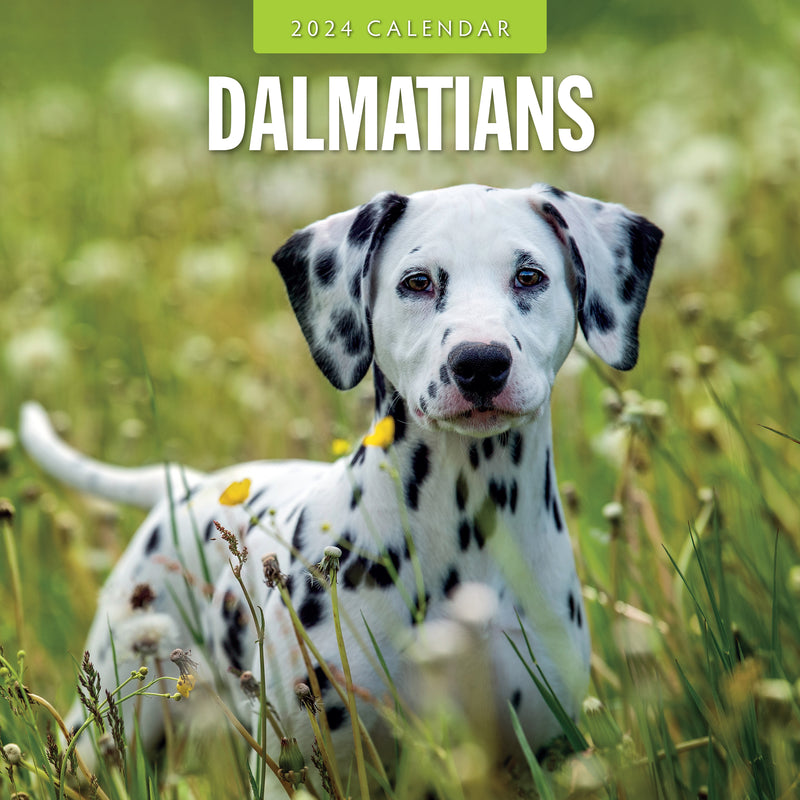 Dalmatians 2024 Square Wall Calendar