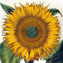 The British Library Botanical Prints Box of 20 Notecards with Envelopes