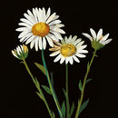 The British Museum Flowers by Mary Delany Box of 20 Notecards with Envelopes