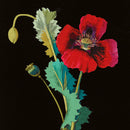 The British Museum Flowers by Mary Delany Box of 20 Notecards with Envelopes