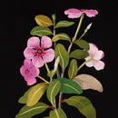 The British Museum Flowers by Mary Delany Box of 20 Notecards with Envelopes