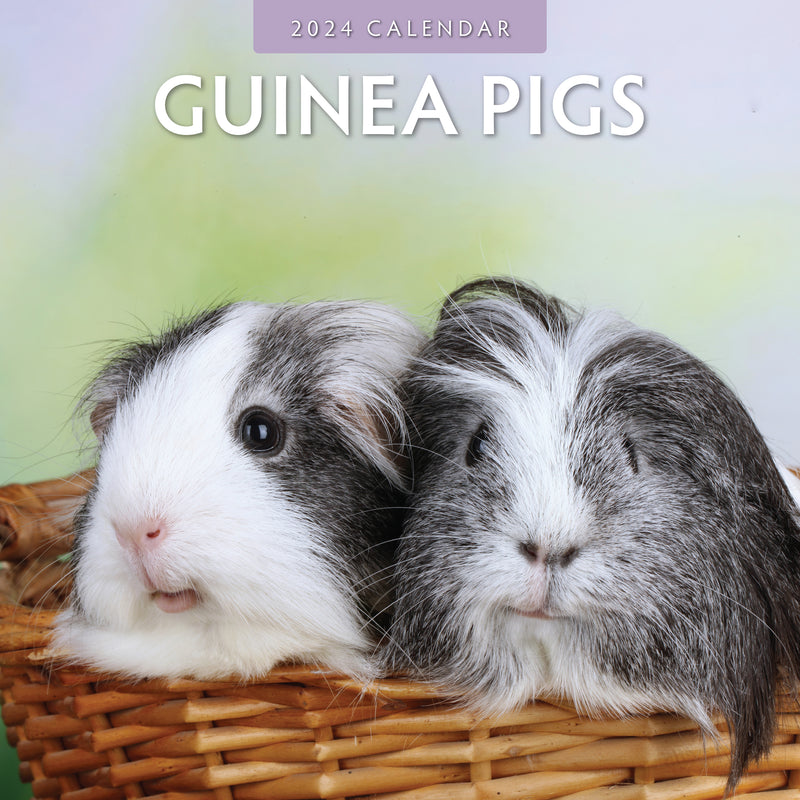 Guinea Pigs 2024 Square Wall Calendar