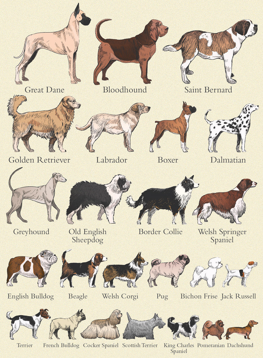 Pet Dogs Indian Breed List Small Dogs Indian Dog Breeds List With