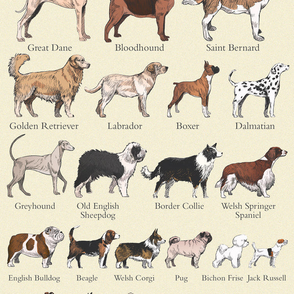 Golden Retriever Dalmatian Cross Border Collie German Shepherd