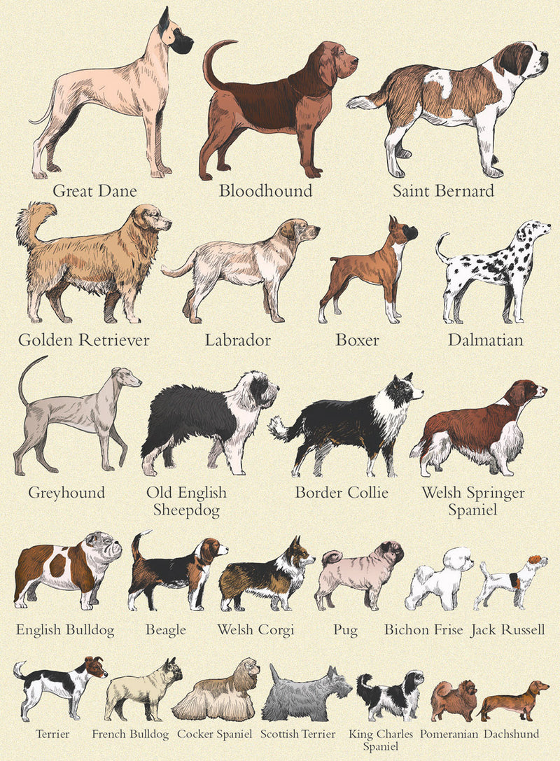 Popular Breeds of Dog Blank Greeting Card with Envelope