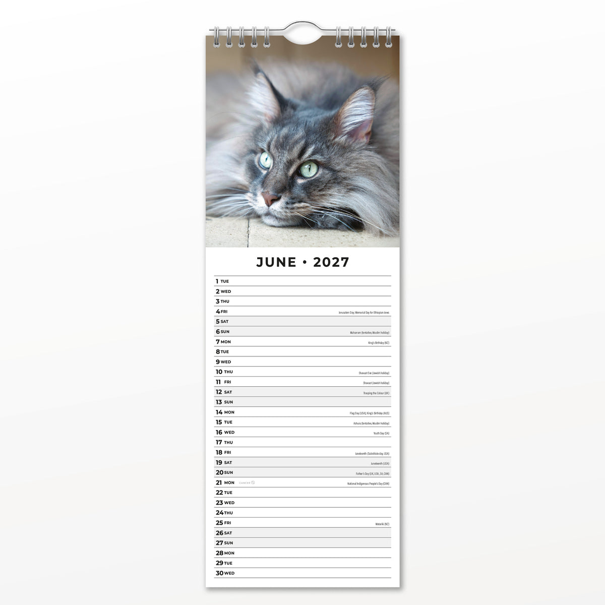 Maine Coon Cats 2027 Slim Wall Calendar