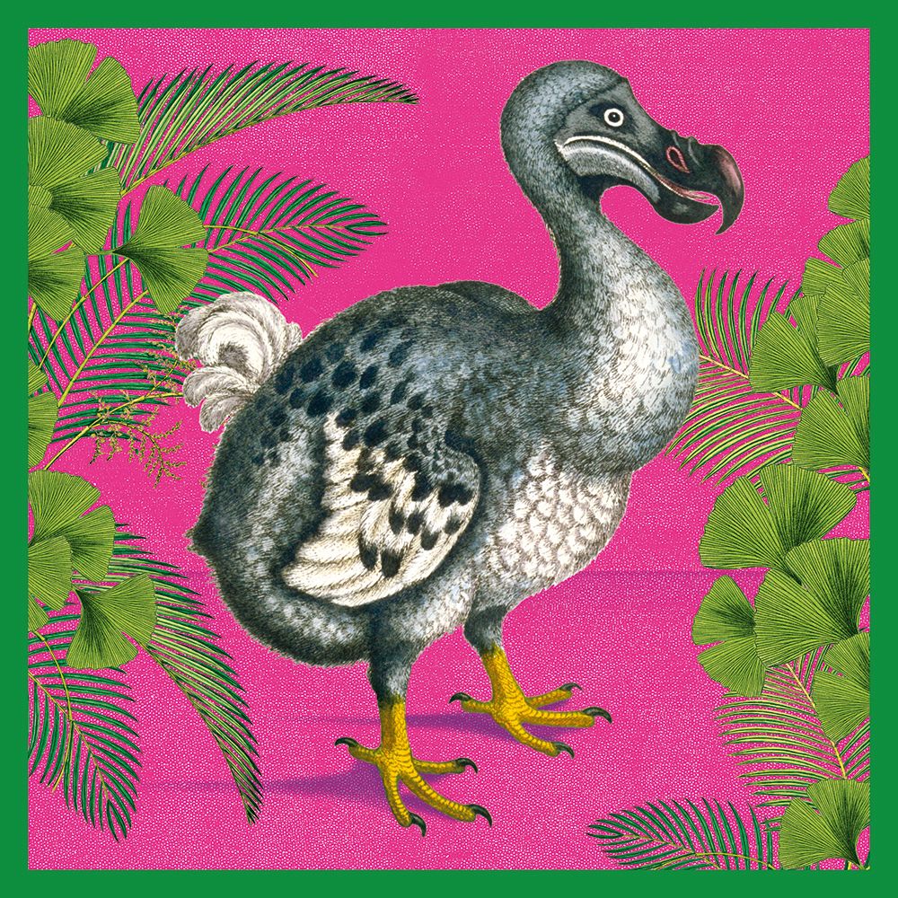 Natural History Museum Dodo Blank Greeting Card with Envelope