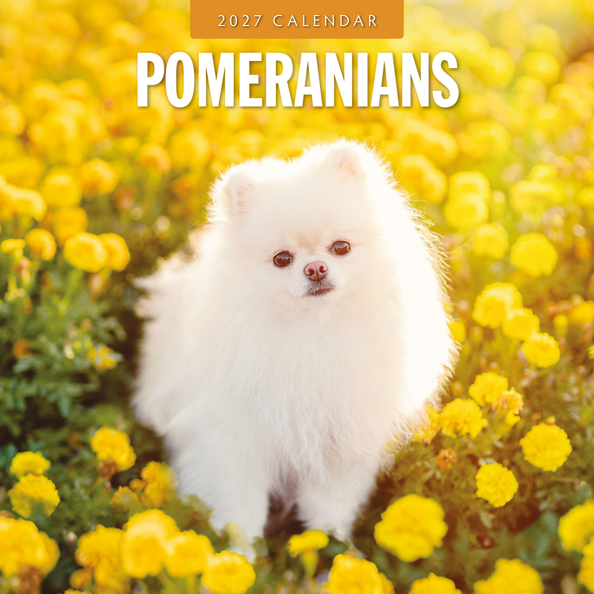 Pomeranians 2027 Square Wall Calendar