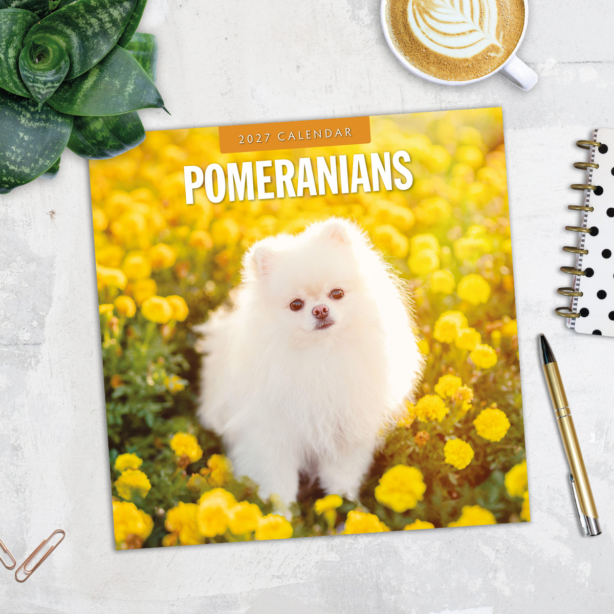 Pomeranians 2027 Square Wall Calendar