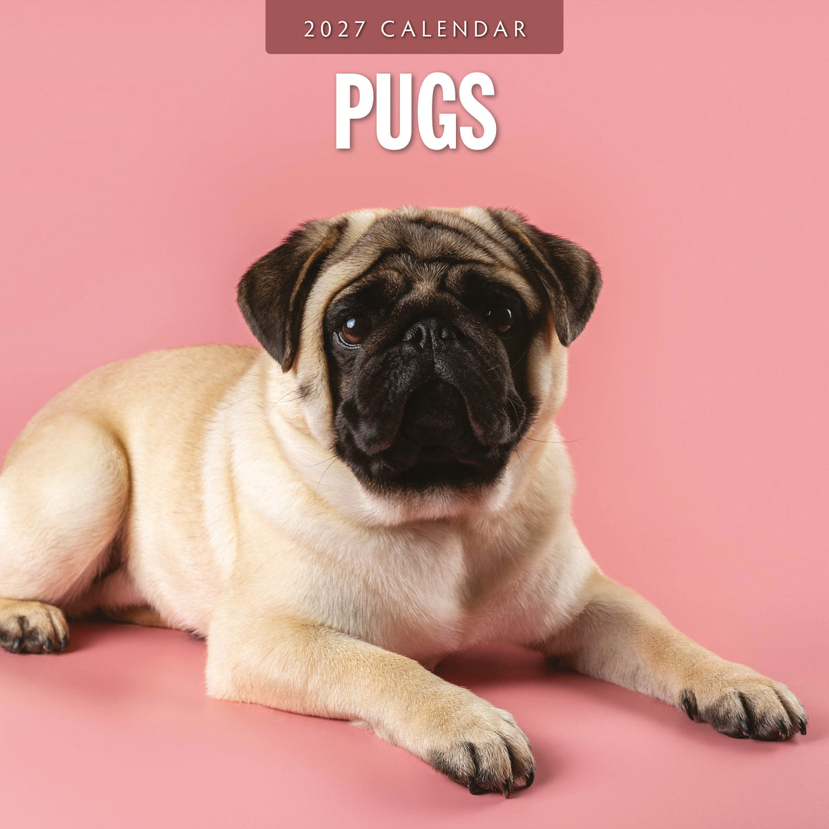 Pugs 2027 Square Wall Calendar