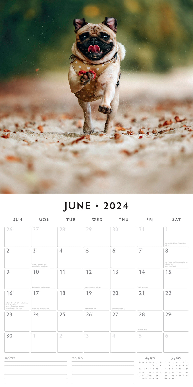 Pugs 2024 Square Wall Calendar