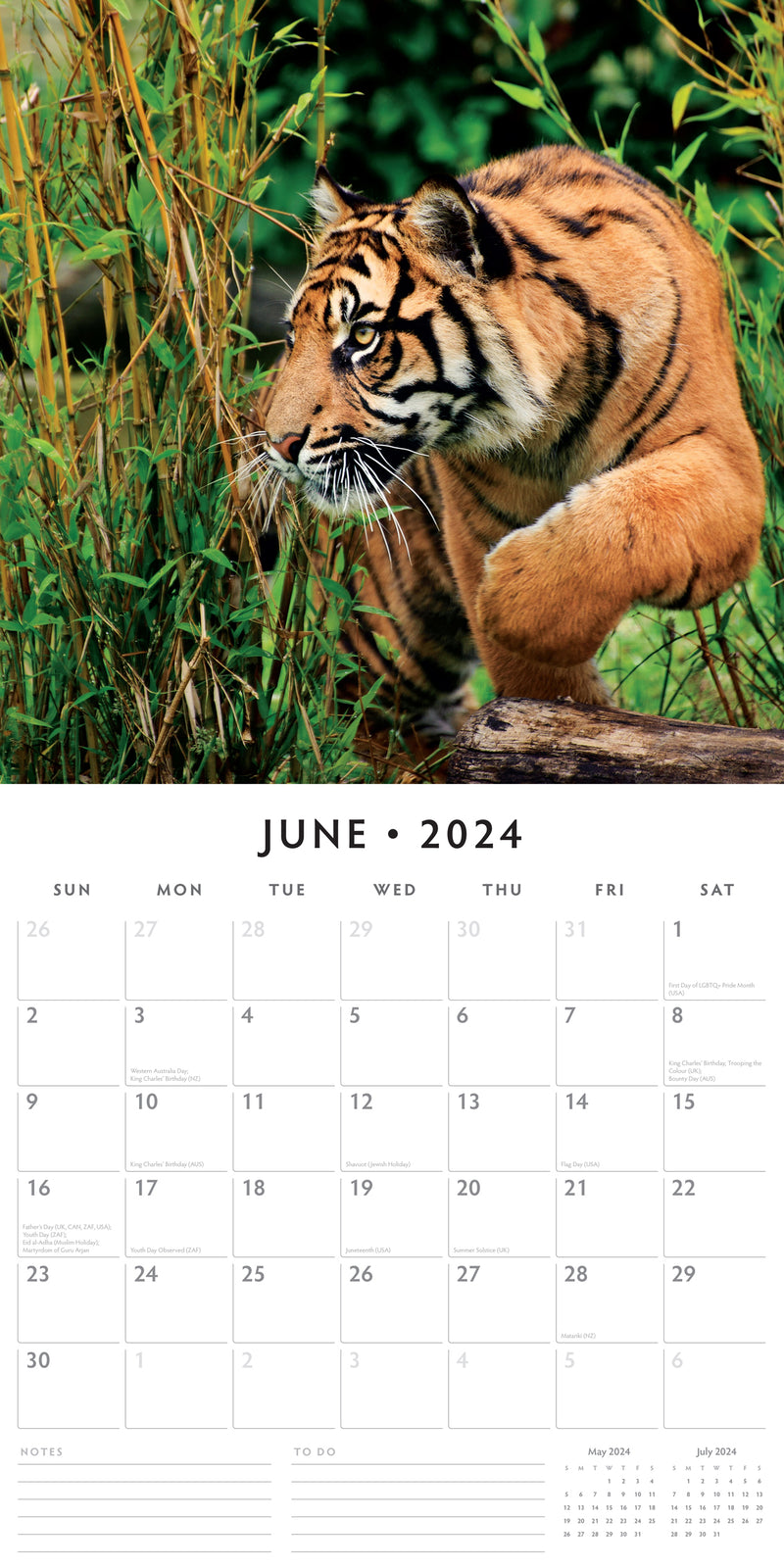 Tigers 2024 Square Wall Calendar