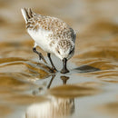 Wildlife Photographer of the Year Spoon-feeding Blank Greeting Card with Envelope
