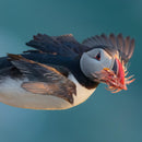 Wildlife Photographer of the Year Late Delivery Blank Greeting Card with Envelope