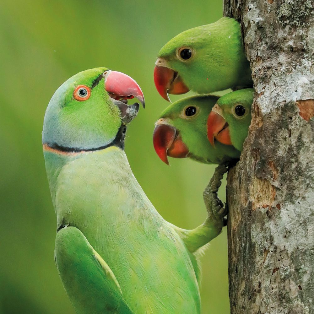 Wildlife Photographer of the Year Lockdown Chicks Blank Greeting Card with Envelope