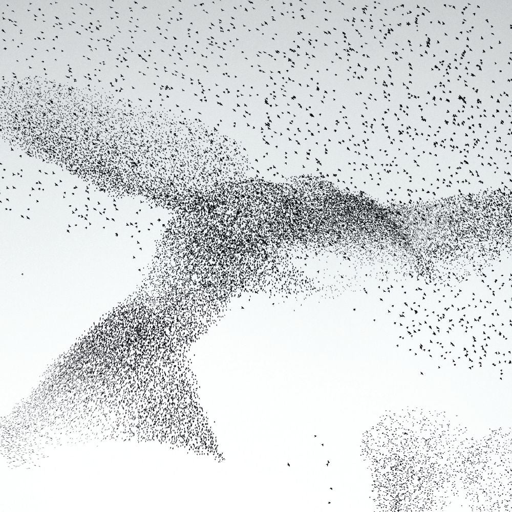 Wildlife Photographer of the Year Starling Murmuration Blank Greeting Card Envelope - Bee's Emporium